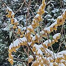 Elaeagnus umbellata Fortunella