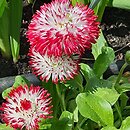 Bellis perennis White Red Tips