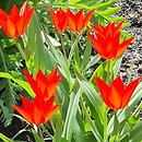 Tulipa praestans Van Tubergen's Variety