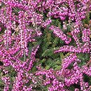 Erica vagans Holden Pink