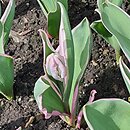 Tulipa Elsenburg