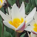 Tulipa Ice Stick