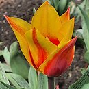 Tulipa Cape Cod