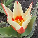 Tulipa Pinocchio