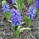 Hyacinthus orientalis Delft Blue