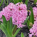 Hyacinthus orientalis Fondant