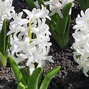 Hyacinthus orientalis Carnegie