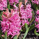 Hyacinthus orientalis Pink Pearl