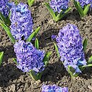 Hyacinthus orientalis Aqua