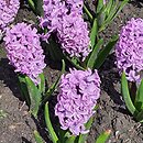 Hyacinthus orientalis Splendid Cornelia