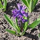 Hyacinthus orientalis Dark Dimension