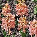 Hyacinthus orientalis Gipsy Queen