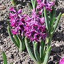 Hyacinthus orientalis Woodstock