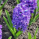 Hyacinthus orientalis Blue Jacket