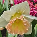 Narcissus British Gamble