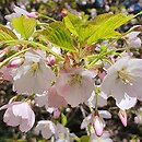 Prunus subhirtella (wiśnia różowa)