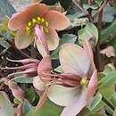 Helleborus ×ericsmithii Malory