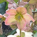 Helleborus ×ballardiae Candy Love