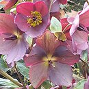 Helleborus ×ericsmithii Marlon