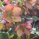 Helleborus ×glandorfensis Coseh 5400