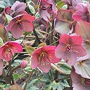 Helleborus ×glandorfensis Coseh 4200