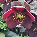 Helleborus ×glandorfensis Coseh 4700