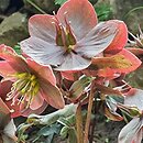 Helleborus ×ballardiae Maestro