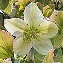 Helleborus ×ericsmithii Anna