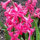 Hyacinthus orientalis Jan Bos