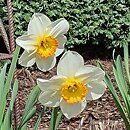 Narcissus Flower Record