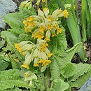 Primula warschenewskiana