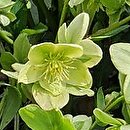 Helleborus ×nigercors Snow Love