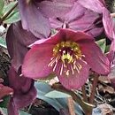 Helleborus Red