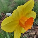 Narcissus Indian Ruler