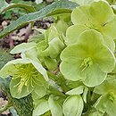 Helleborus argutifolius Pacific Frost