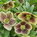 Helleborus Romantic Getaway