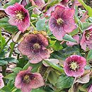 Helleborus orientalis Pink Ws