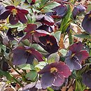 Helleborus orientalis Slaty Blue Ws