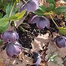 Helleborus orientalis Black Ws