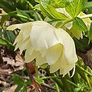 Helleborus orientalis Pretty Ellen Spotted