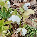 Helleborus niger Praecox