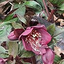 Helleborus ×glandorfensis Coseh 6000