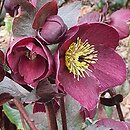 Helleborus ×glandorfensis Coseh 4600