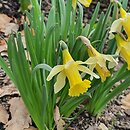 Narcissus minor (narcyz drobny)