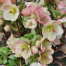 Helleborus ×glandorfensis Coseh 5500