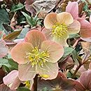 Helleborus ×ballardiae Camelot