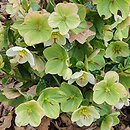 Helleborus ×glandorfensis Coseh 4500