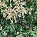 Pieris japonica Scarlett O'Hara