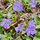 Vinca minor Anna