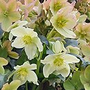 Helleborus ×ericsmithii Coseh 740